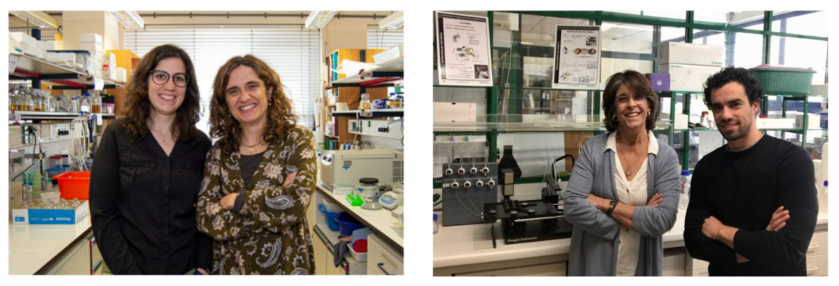 À esquerda, as investigadoras do ITQB NOVA Inês Cardoso Pereira e Rita Oliveira. À direita, os investigadores da UCIBIO Maria João Romão e Cristiano Mota