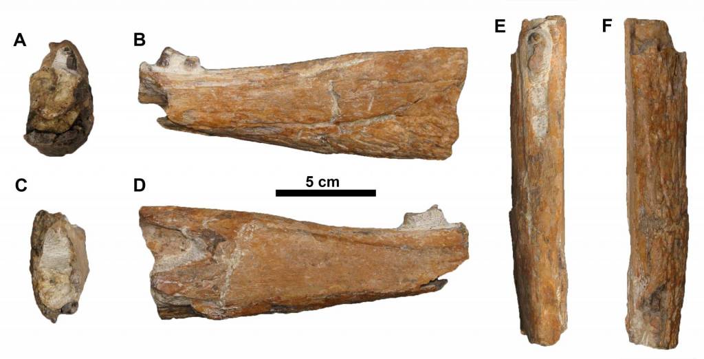 Portugalosuchus azenhae