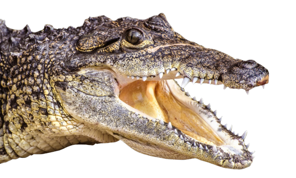 Nova espécie de Crocodilo